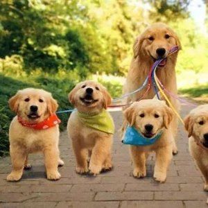 Meet your Posher, Shuai